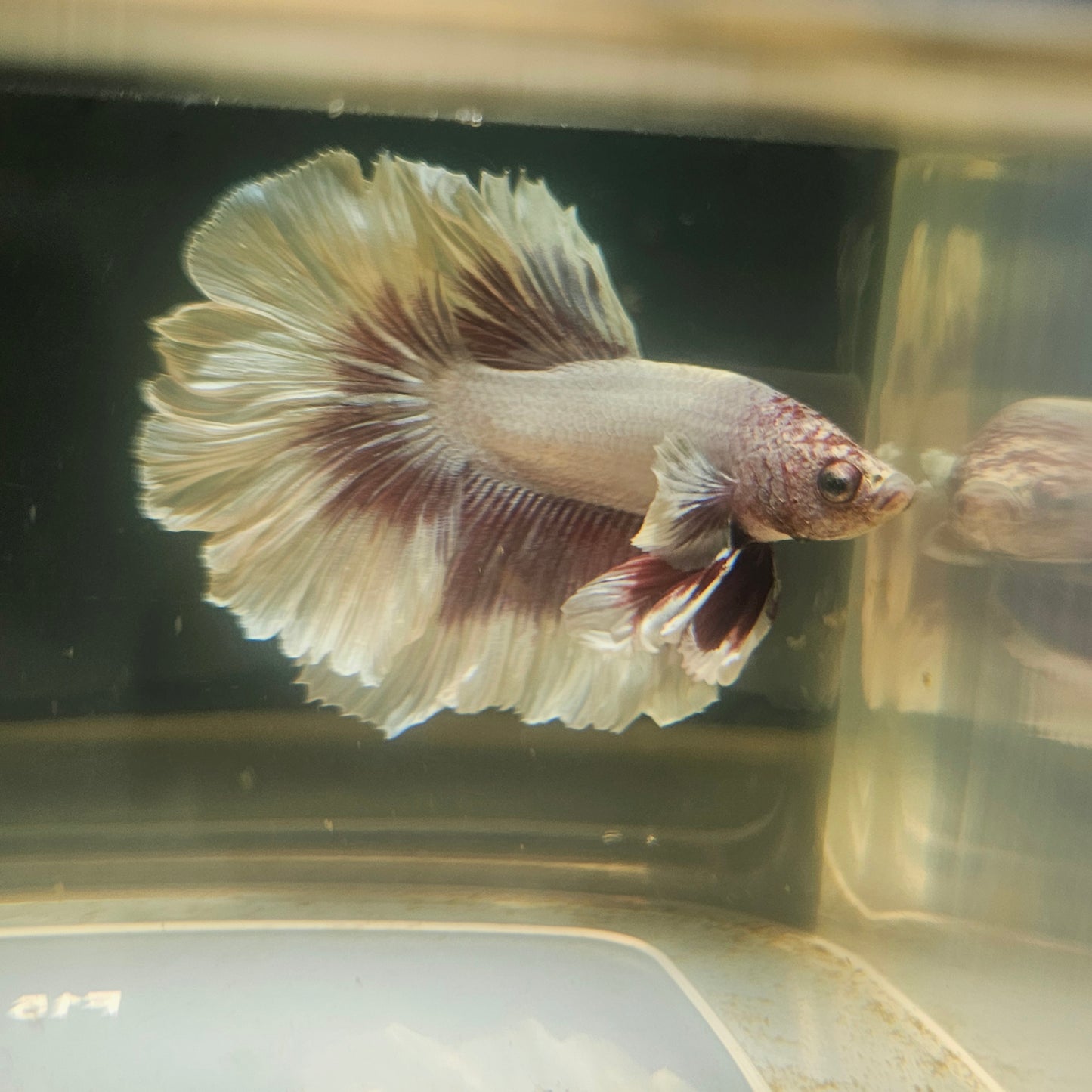 Purple White Rosetail Halfmoon Betta 2605B42