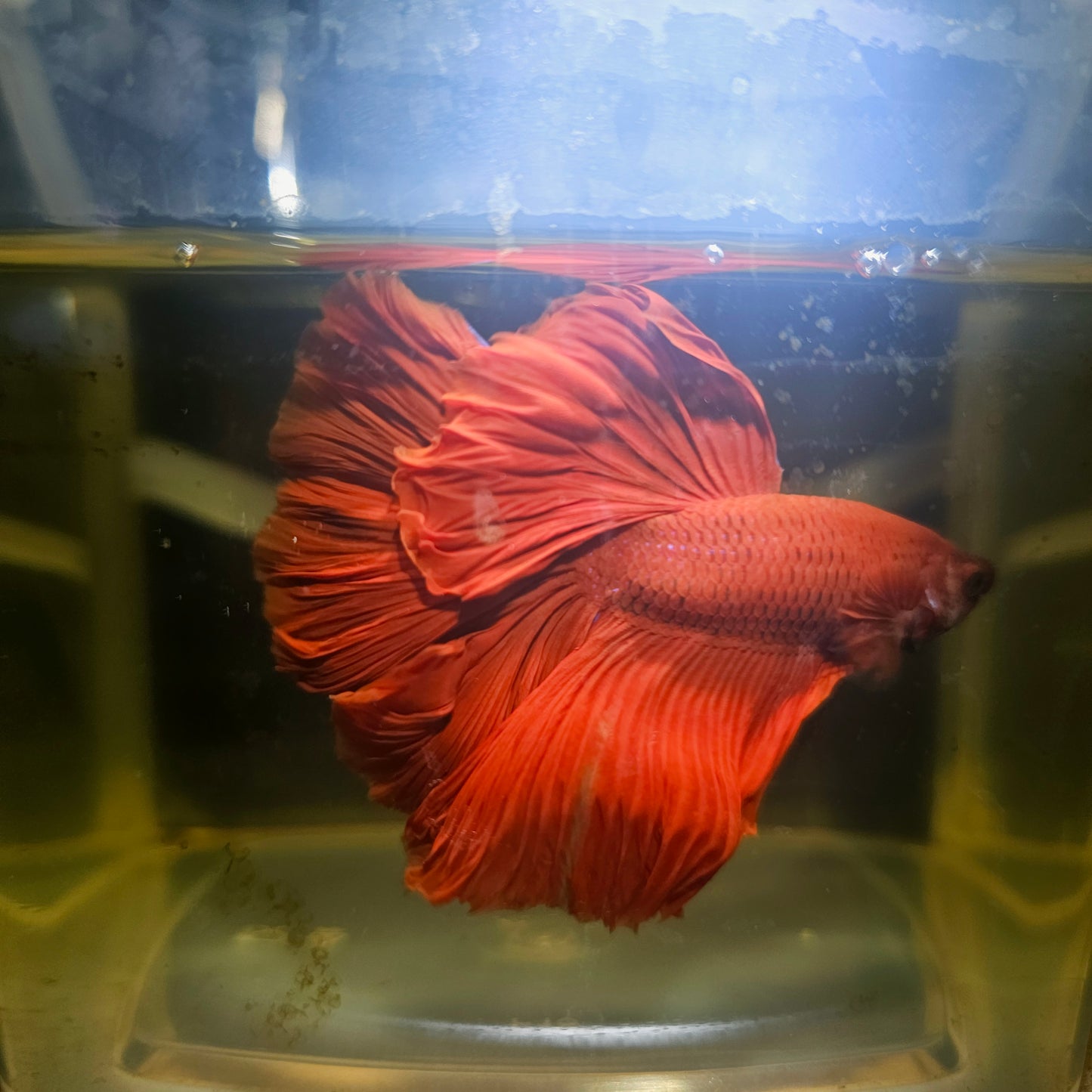 Giant Full Red Rosetail Halfmoon Betta(OHM) 2605A23