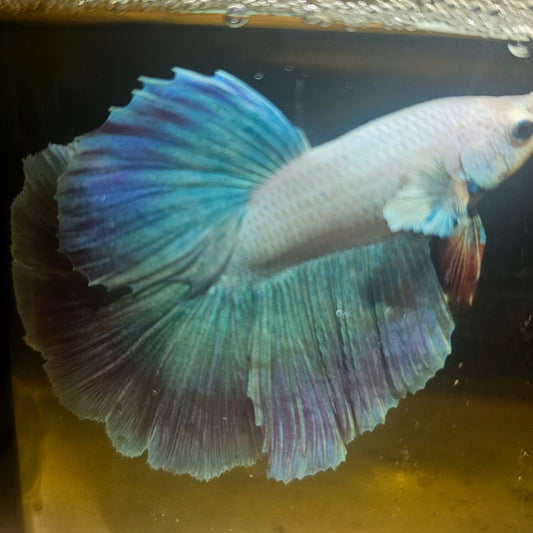 Light Color Halfmoon Betta 2605B38