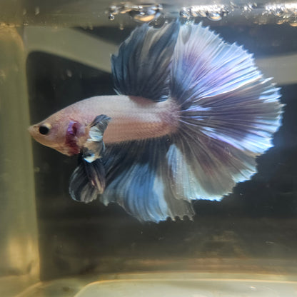 Light Color Rosetail Dumbo Halfmoon Betta 2605A55