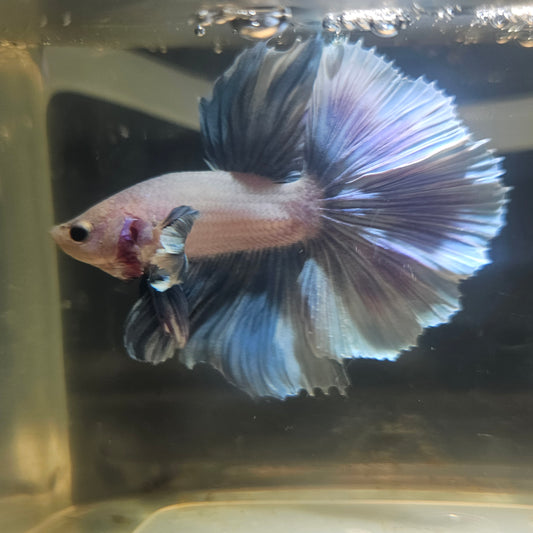 Light Color Rosetail Dumbo Halfmoon Betta 2605A55