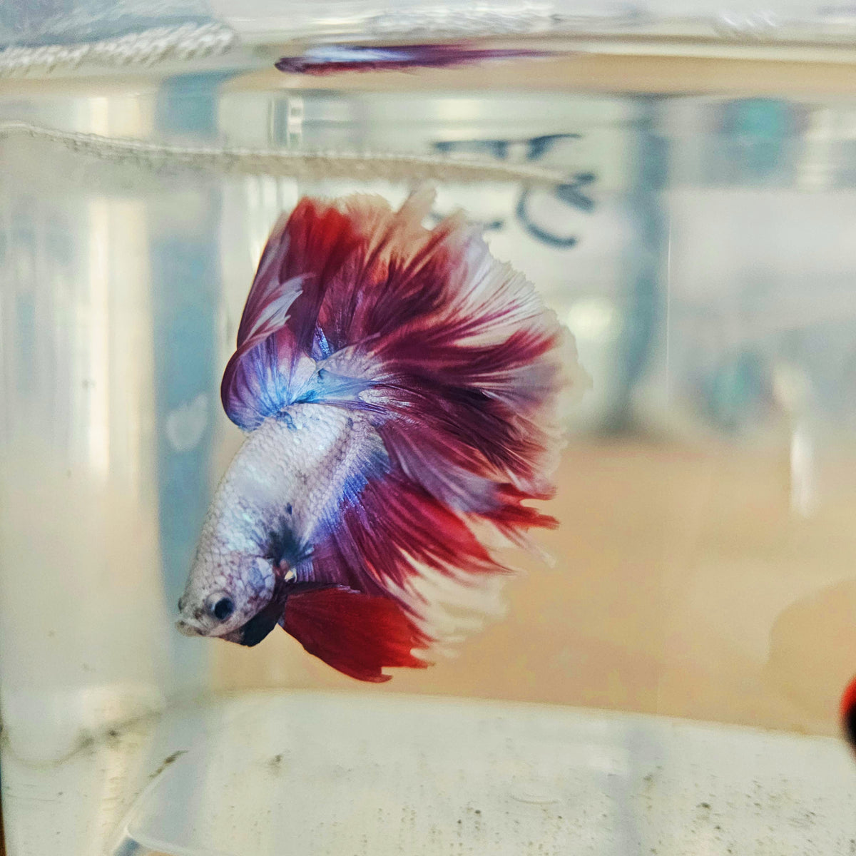 DARK COLOR SPECIAL TAIL HALFMOON BETTA 260933