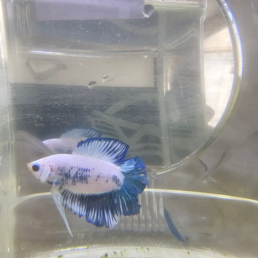 WHITE BLUE DTPK/蓝白青花双尾将军251088