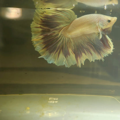 Purple White Rosetail Dumbo Halfmoon Betta(OHM)2605A14