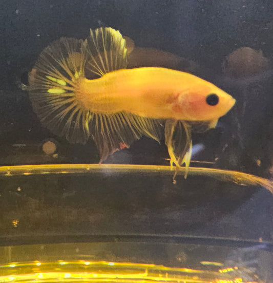KOI BETTA TRASPARENTE 01