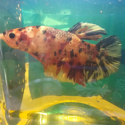 CANDY GIANT 7+/8CM 糖果巨斗将军251227