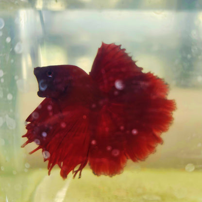 SOLID COLOR SPECIAL TAIL HALFMOON BETTA 260926