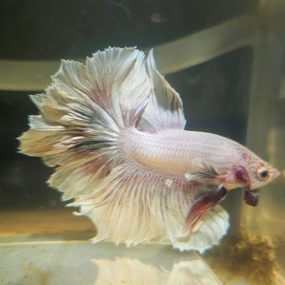 Light Color Maple Leaf Halfmoon Betta 2605B47