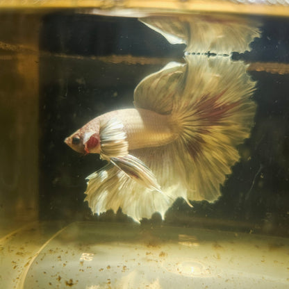 Light Color Maple Leaf Halfmoon Betta 2605B59
