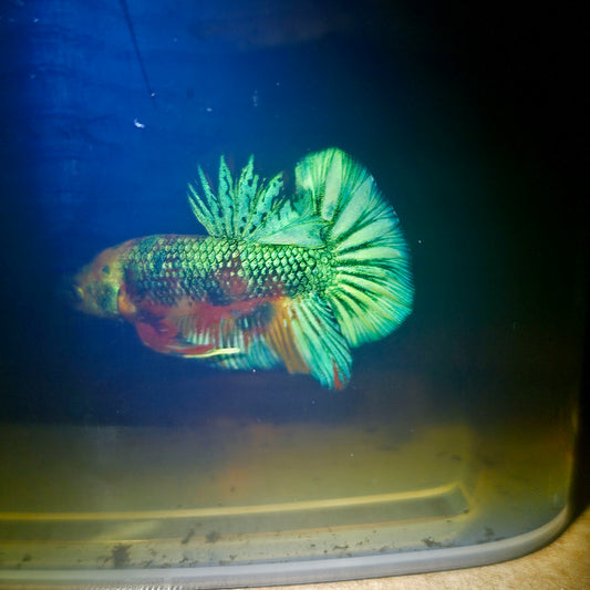 METALIC CANDY BETTA 260407