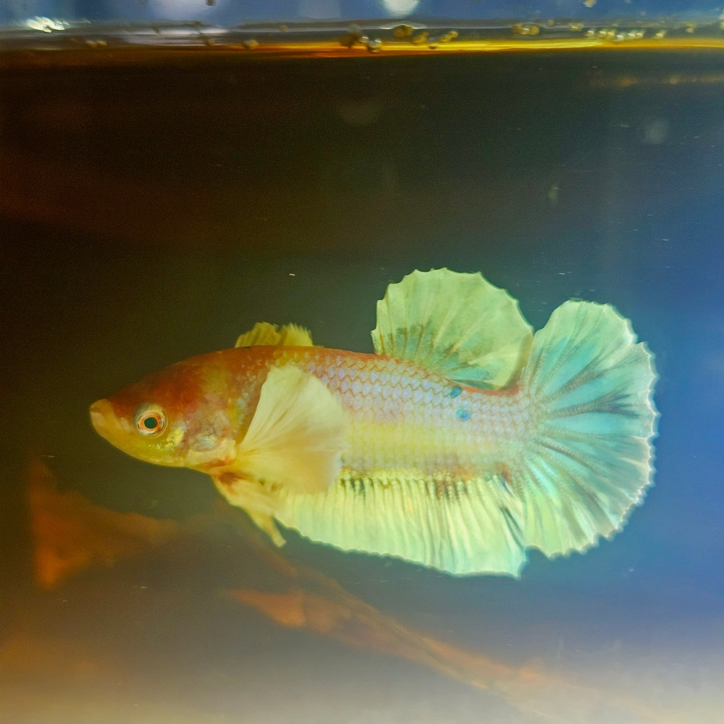 CANDY DUMBO BETTA 260457