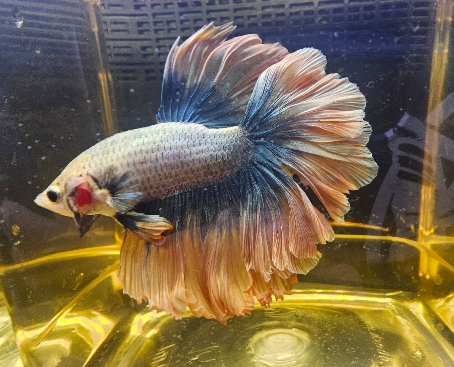 MUSTARD ROSE TAIL HALFMOON 0504