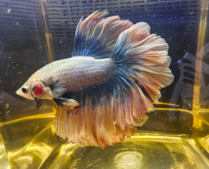MUSTARD ROSE TAIL HALFMOON 0504