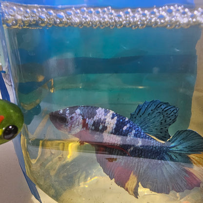 WHITE CANDY GALAXY HMPK/ 星河白糖果251219