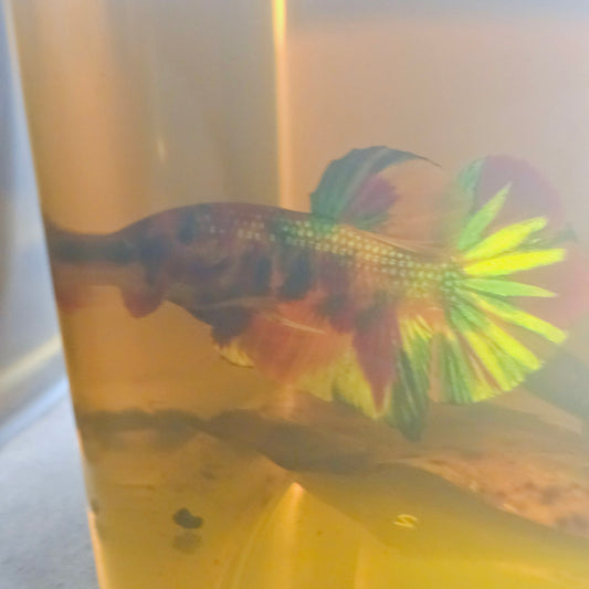 METALIC CANDY BETTA 260472