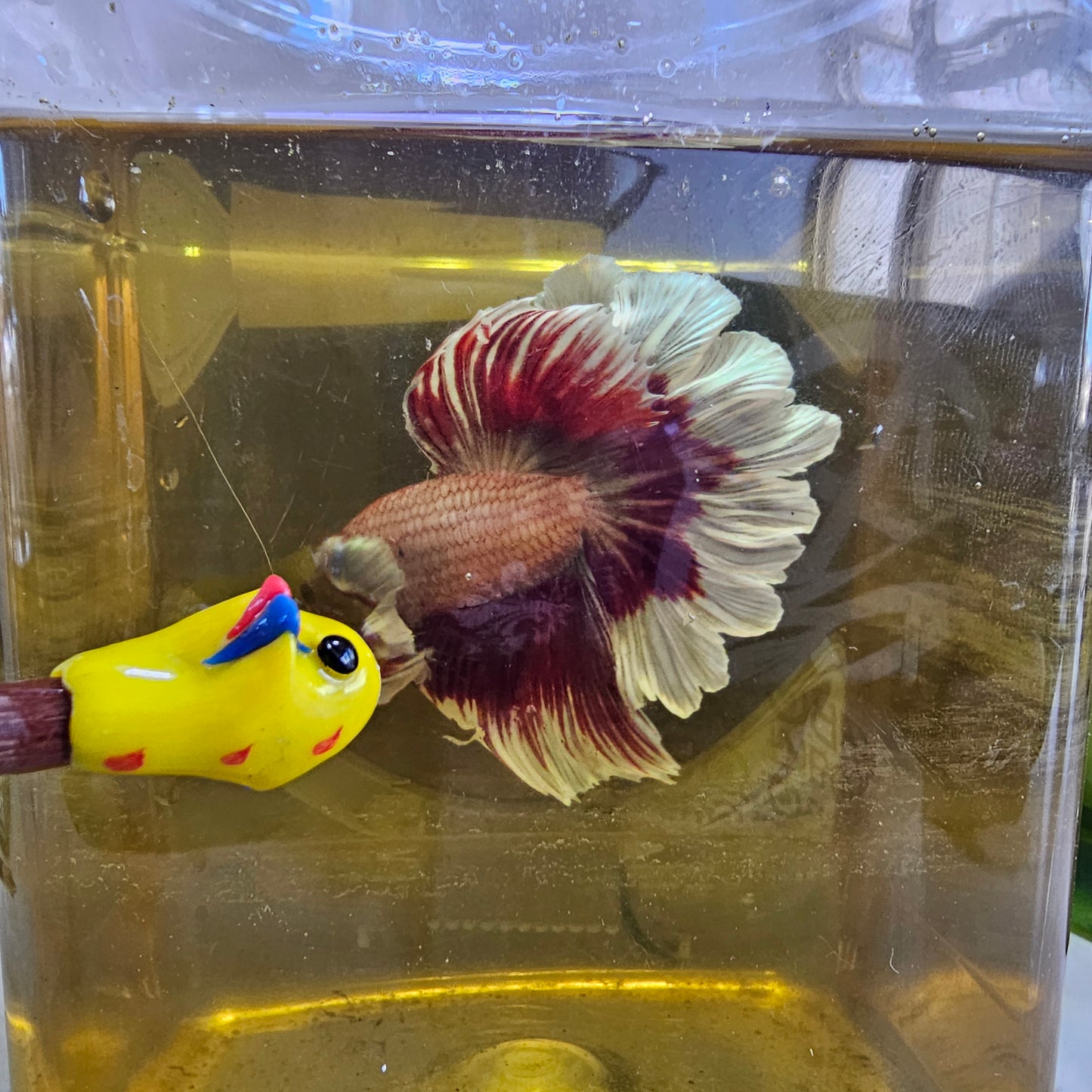 VIOLA APACHE DUMBO HALFMOON/紫罗兰阿帕奇大耳半月251011