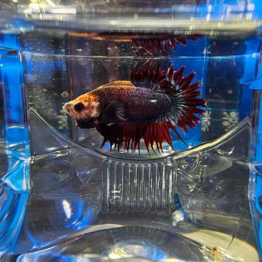 RED MASKOT CTPK 250997