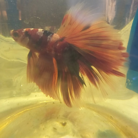 RED CANDY GALAXY HALFMOON/红星河半月251207