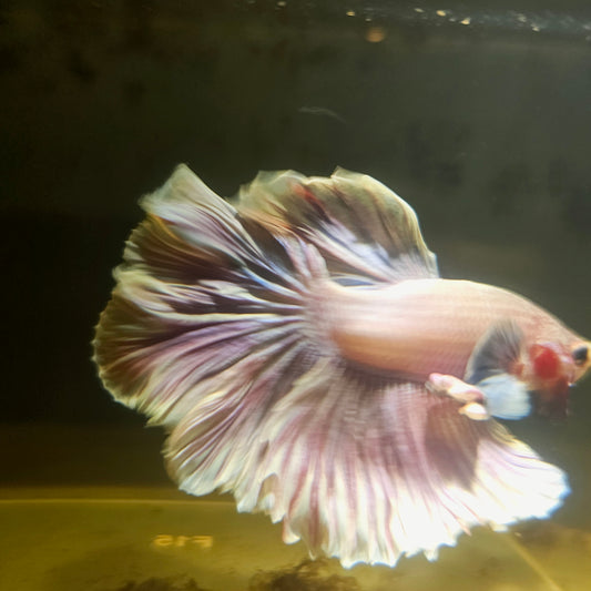 Dark Color Rosetail Halfmoon Betta 2605B44