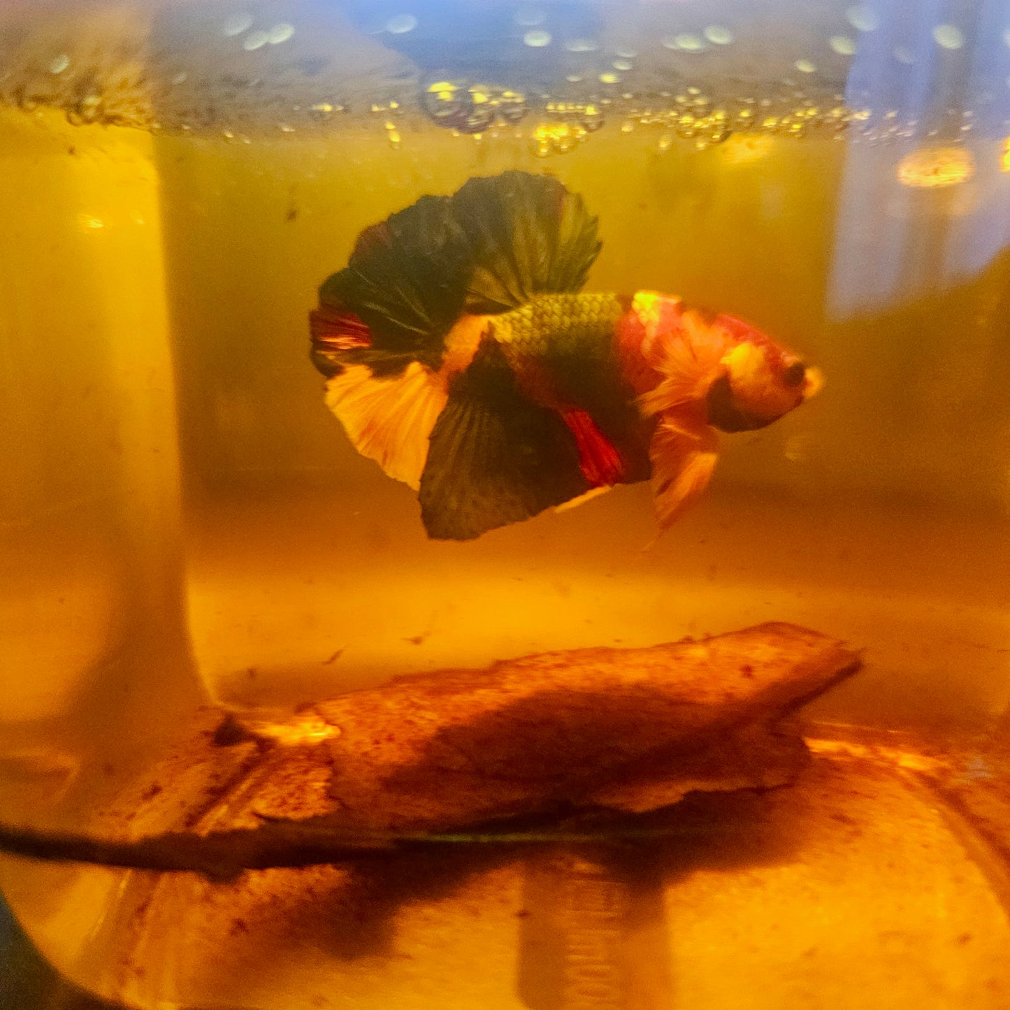 NEMO CANDY BETTA 260490