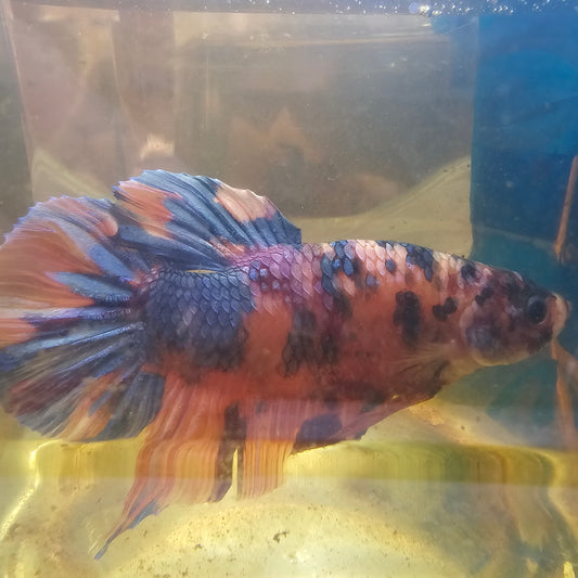 CANDY GALAXY GIANT 7/8CM 星河糖果巨斗将军251228