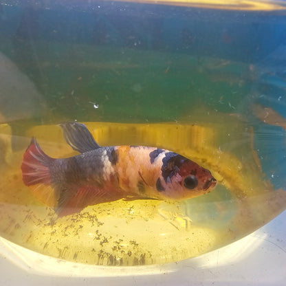 GALAXY CANDY (BREEDING GRADE）/星河糖果种母251133