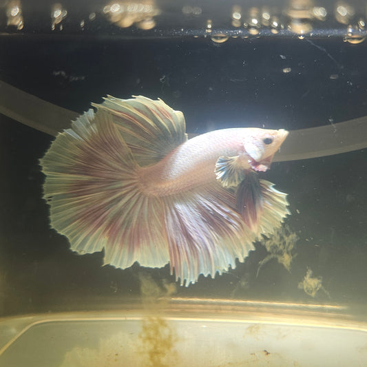 Light Color Rosetail Halfmoon Betta 2605A30