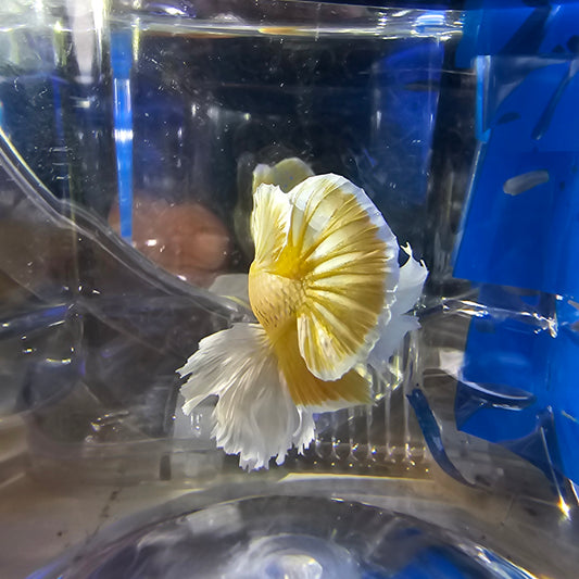 SUPER DUMBO GOLD 250986