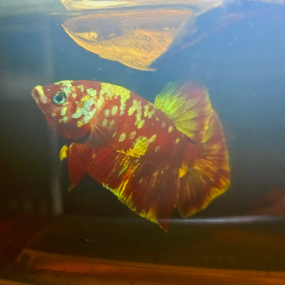 BARONGSAI BETTA 260440