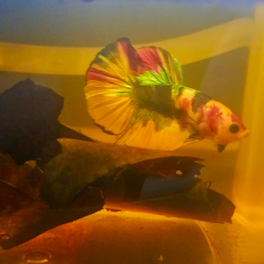 NEMO CANDY BETTA 260455