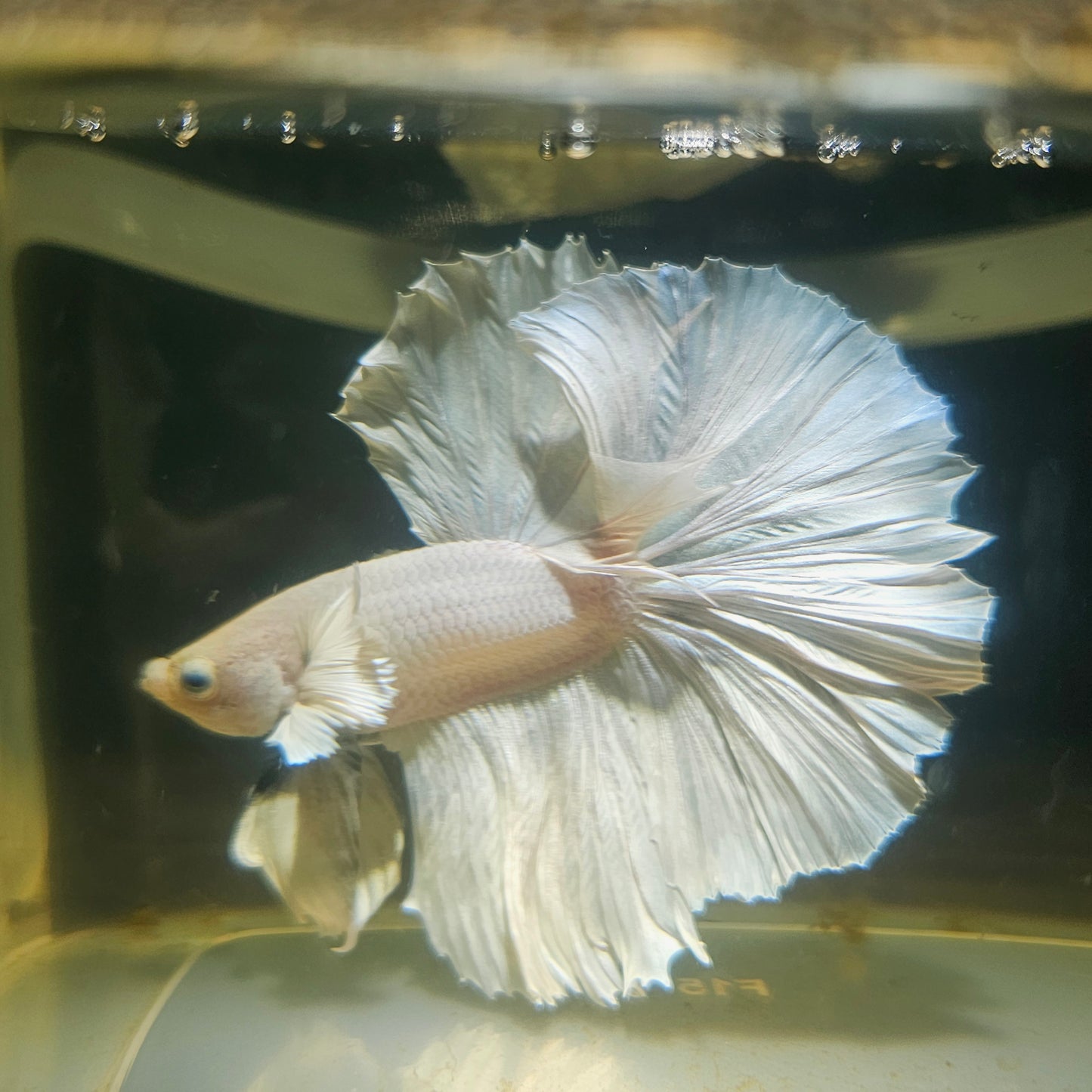Light Color Dumbo Rosetail Halfmoon Betta(OHM) 2605B40