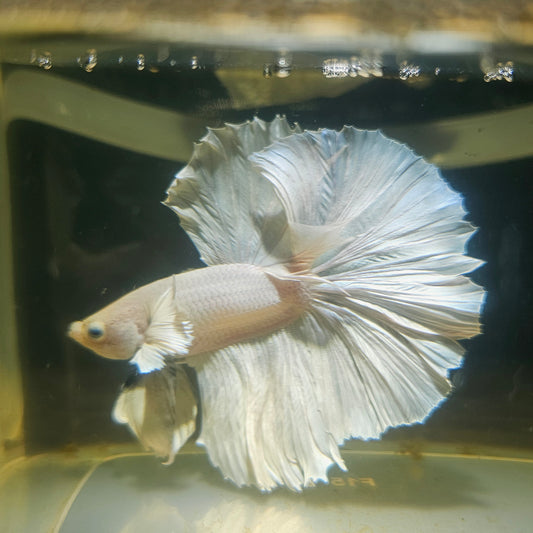 Light Color Dumbo Rosetail Halfmoon Betta(OHM) 2605B40