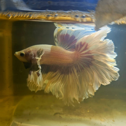 Purple White Feathertail Dumbo Halfmoon Betta 2605B62