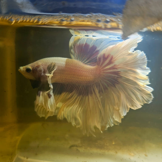 Purple White Feathertail Dumbo Halfmoon Betta 2605B62