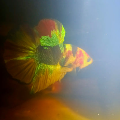 NEMO CANDY BETTA 260455