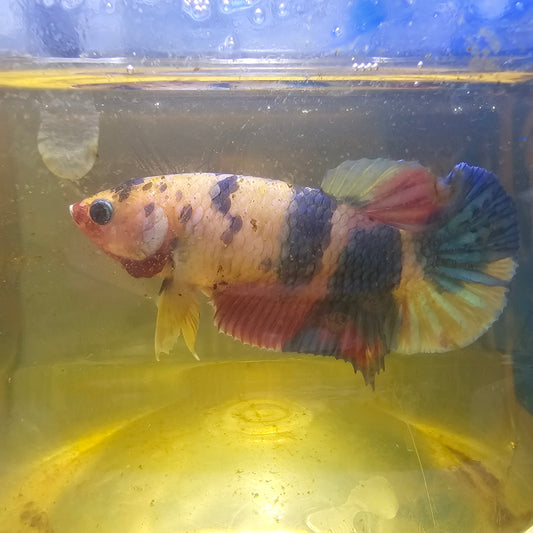 FULL COLOR NEMO CANDY FEMMINA （BREEDING GRADE

）/种母级彩虹糖果251167