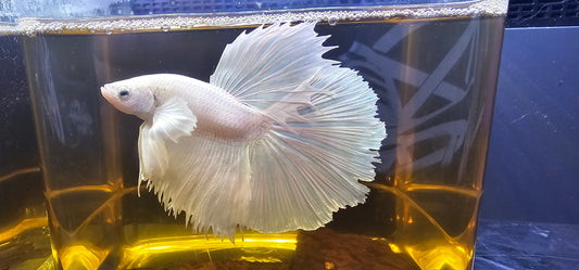 DUMBO HALFMOON BIANCO PURO 01