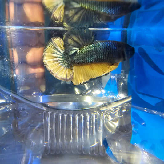 YELLOW COPPER PK 250915