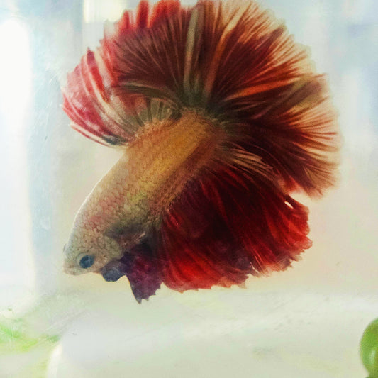 DARK COPPER COLOR SPECIAL TAIL HALFMOON BETTA 260916 premium Betta Fish