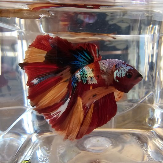 Red galaxy candy Halfmoon (OHM)250713