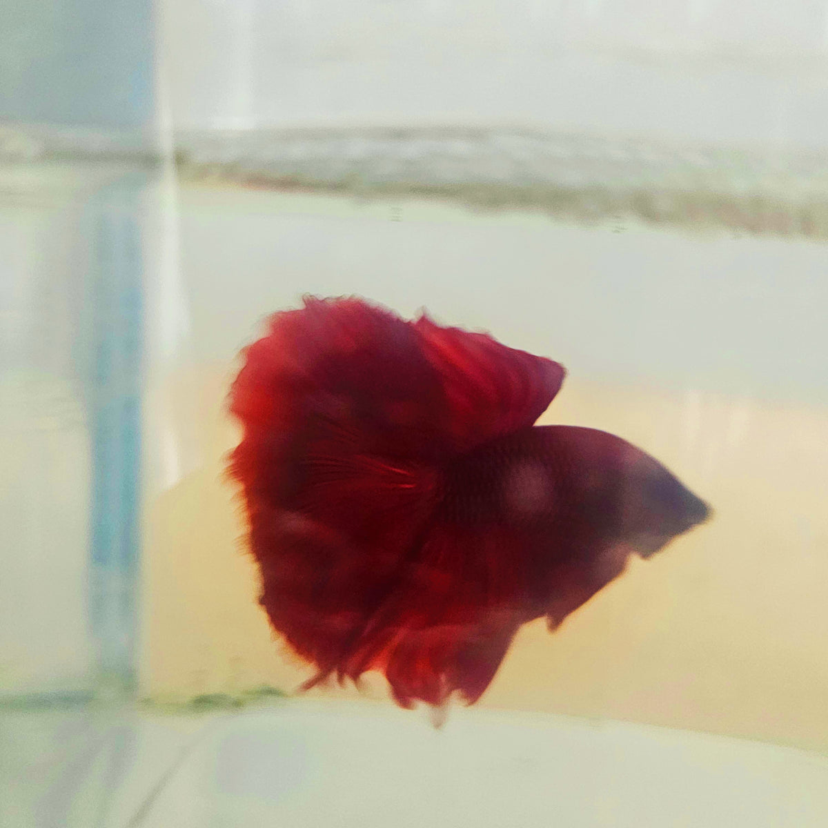 SOLID COLOR SPECIAL TAIL HALFMOON BETTA 260921 premium Betta Fish