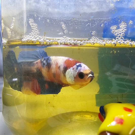 FULL COLOR KOI CANDY (BREEDING GRADE)/ 种母满色锦鲤糖果251162