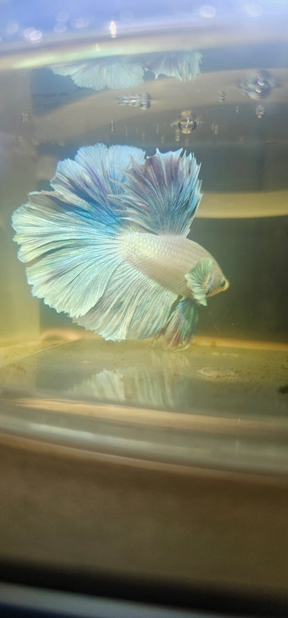 Light Color Rosetail Halfmoon Betta 2605A01
