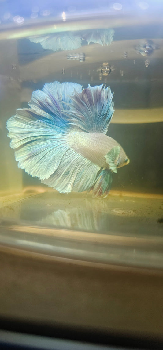 Light Color Rosetail Halfmoon Betta 2605A01