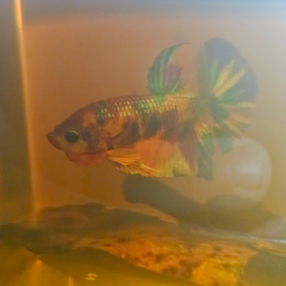 METALIC CANDY BETTA 260472