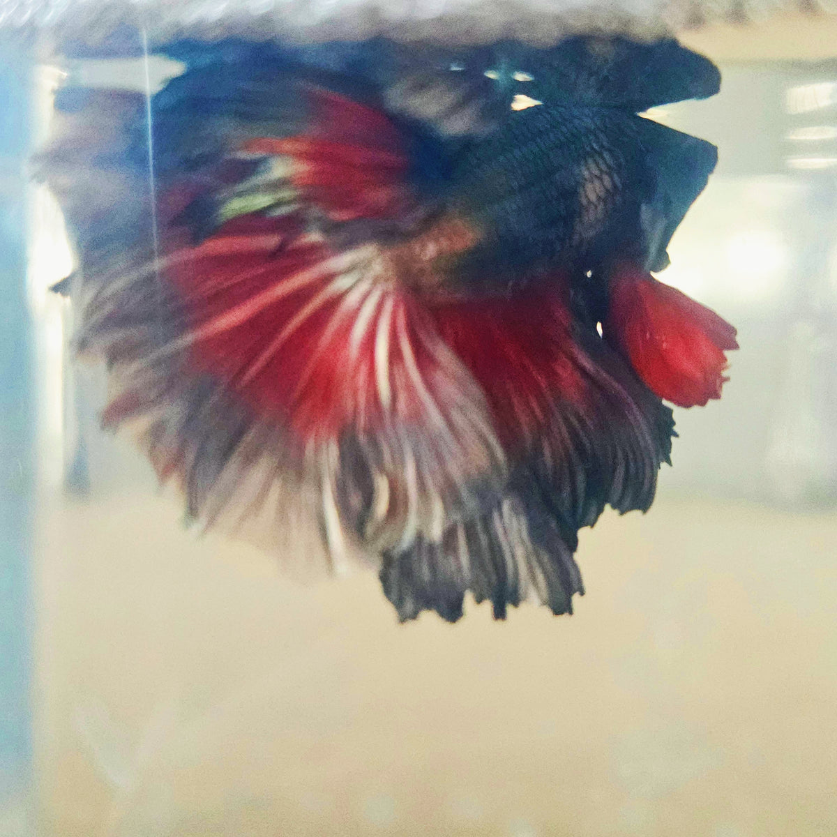 DARK COPPER COLOR SPECIAL TAIL HALFMOON BETTA 260917