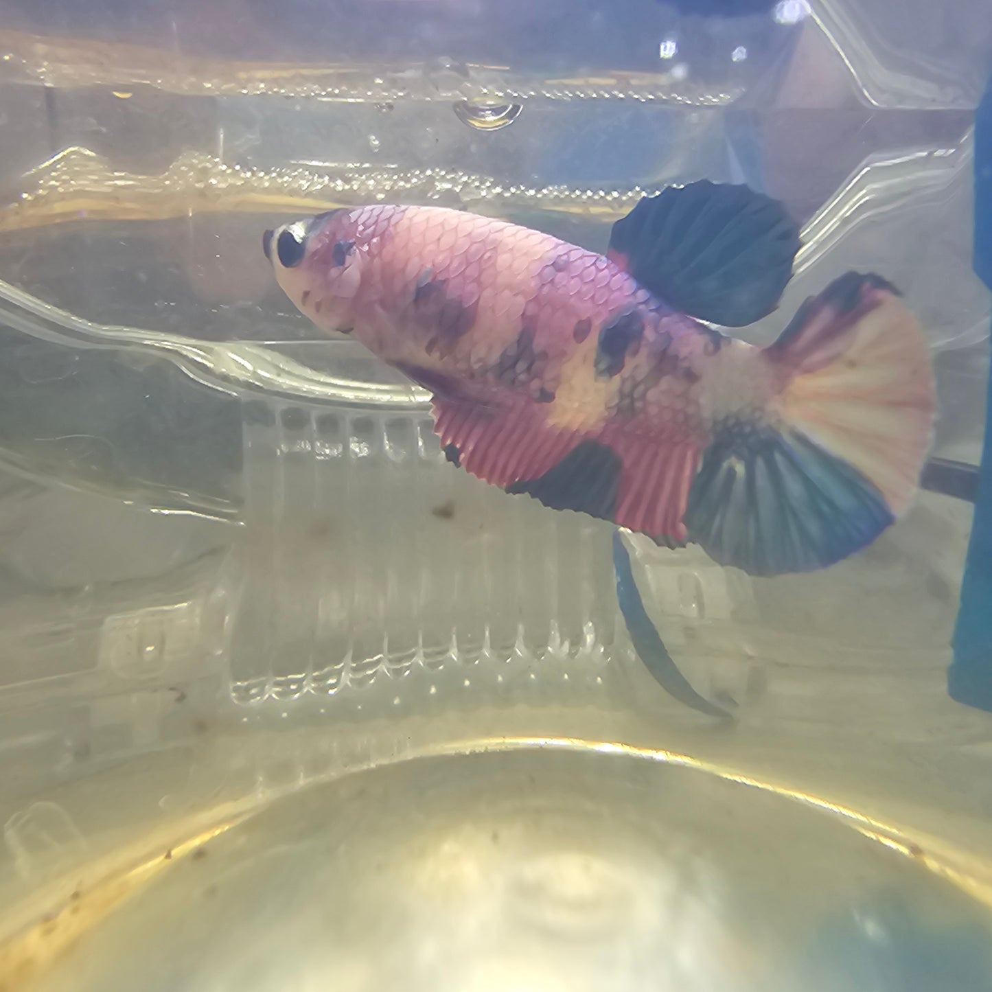 FULL COLOR KOI CANDY(BREEDING GRADE)/满色锦鲤糖果种母251180