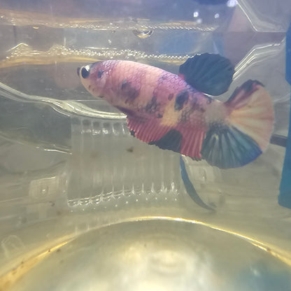 FULL COLOR KOI CANDY(BREEDING GRADE)/满色锦鲤糖果种母251180