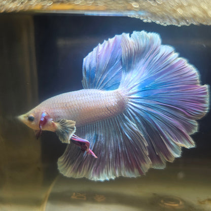 Dark Color Rosetail Halfmoon Betta 2605A54
