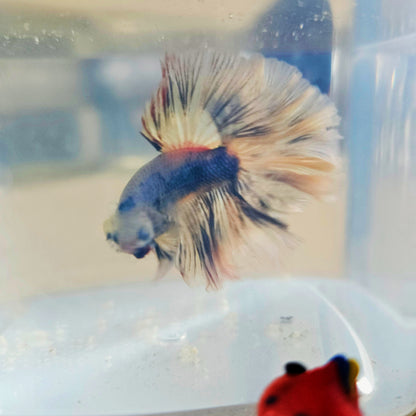 LIGHT COLOR SPECIAL TAIL HALFMOON BETTA 260927